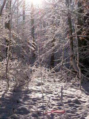 Winter im Wald 3