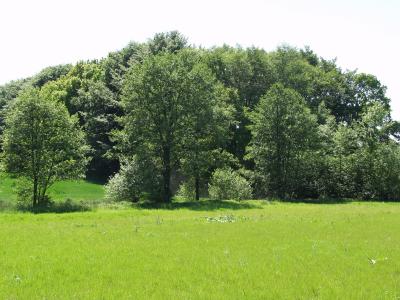 Wiese mit Baumgruppen