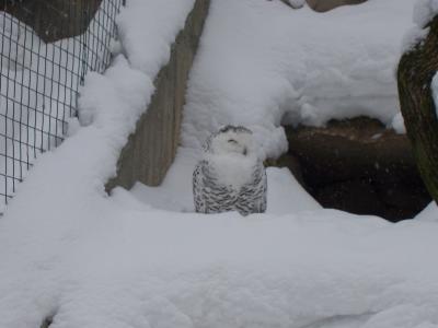 Schneeeule im Zoo Liberec