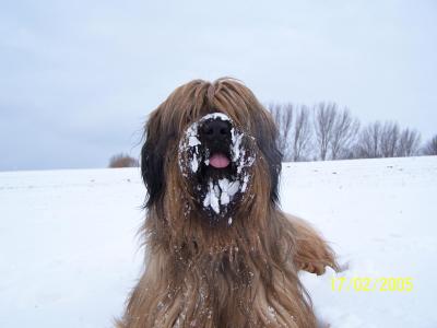 Briard Tito im Schnee 2