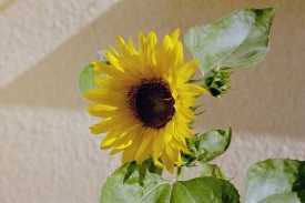 Sonnenblume