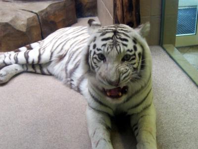 Weisser Tiger im Zoo Liberec