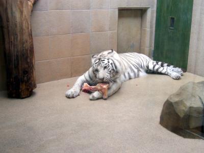 Weisser Tiger im Zoo Liberec 2