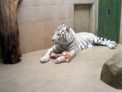 Weisser Tiger im Zoo Liberec 3