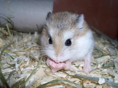 Hamster geht seiner Lieblingsbeschäftigung nach