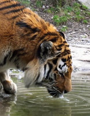 Tiger am Wasser