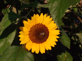 Sonnenblume