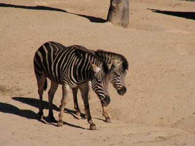 Zebras