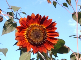 Sonnenblume