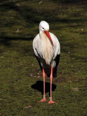 Storch