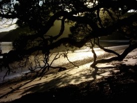 Sonnenstrahlen durch den Baum