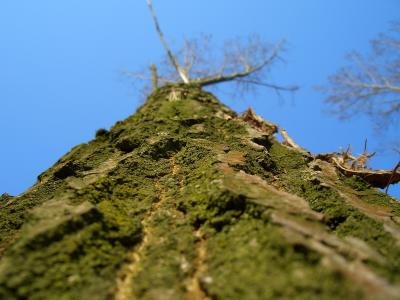 Baum von unten