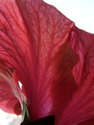 Hibiscus von unten