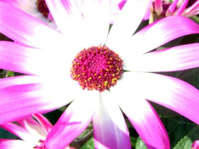 Pericallisblüte im Sonnenschein