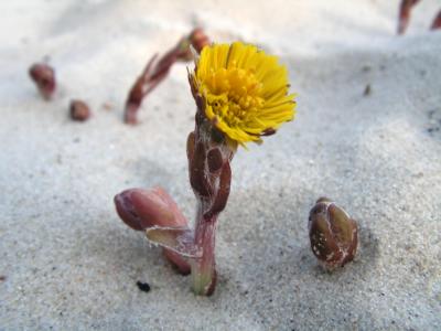 blume im sand