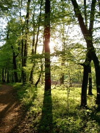 Frühling im Wald 2