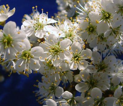 Weisse Blüten
