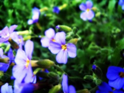 Blume violett