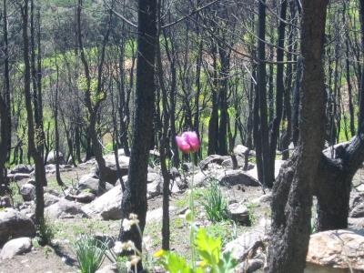 burned forest (1)