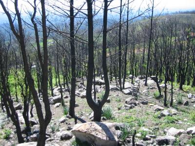 burned forest (2)