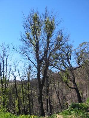 burned forest is still alive