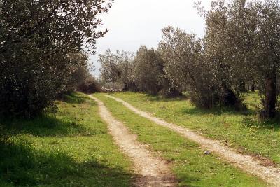 Feldweg im Olivenhain 2