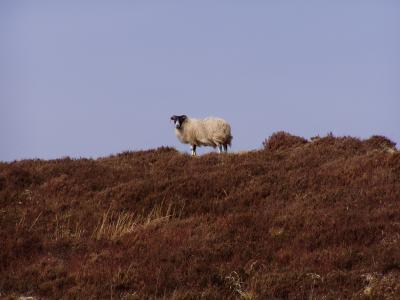 Echtes schottisches Highland-Schaf