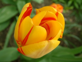 Tulpe gelb/rot
