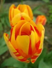 Tulpe gelb/rot 2