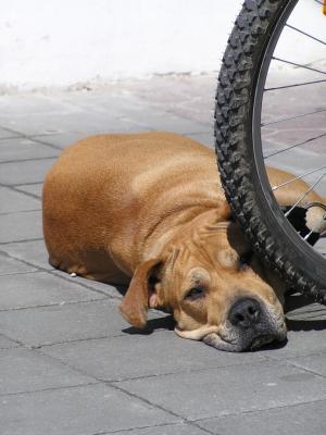 Hund liegt unter Fahrradreifen
