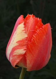 Tulpe rot/weiss 2
