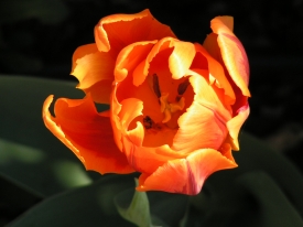 orange Tulpenblüte