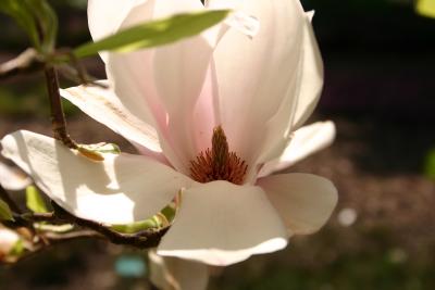 magnolia_open