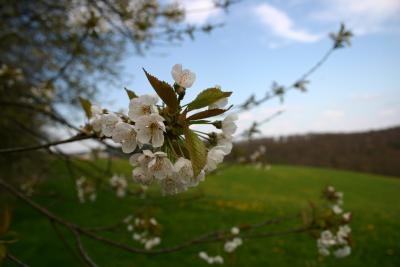 Kirschblüte mit Hintergrund