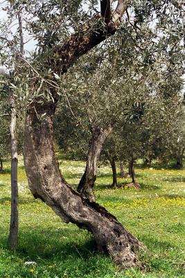 Olivenbaum 1