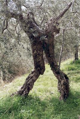 Olivenbaum 3 (Paar)