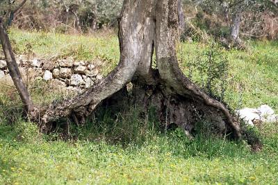Olivenbaumfuß 2