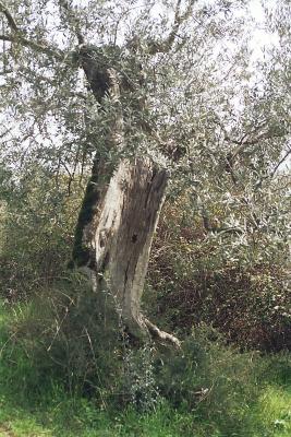 Olivenbaum 4