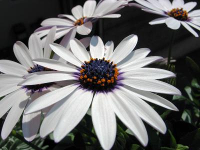 Blüte weiß lila