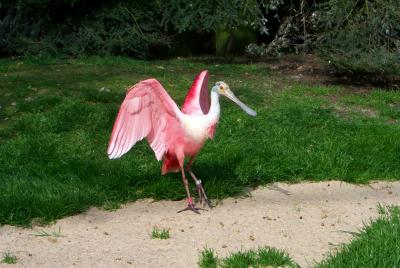 Flamingo in Action