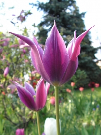 Tulpen