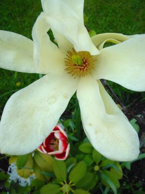 Weißes Magnolienbaltt