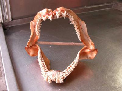 die Zähne eines Haifisches 1