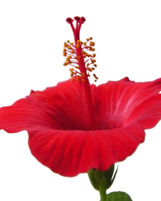 Hibiskusblüte 2