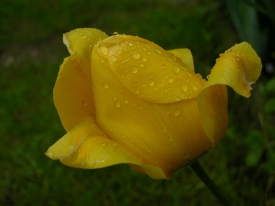 Regentropfen und Tulpe
