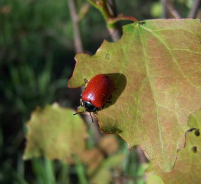 Roter Käfer im Wald ...