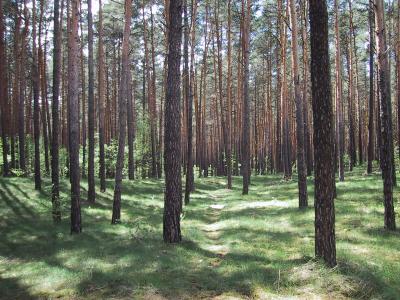 Wald in Brandenburg