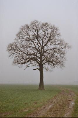 Der einsame Baum