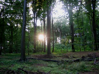 Sonne durch Wald