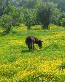 Butterblumenwiese mit Esel